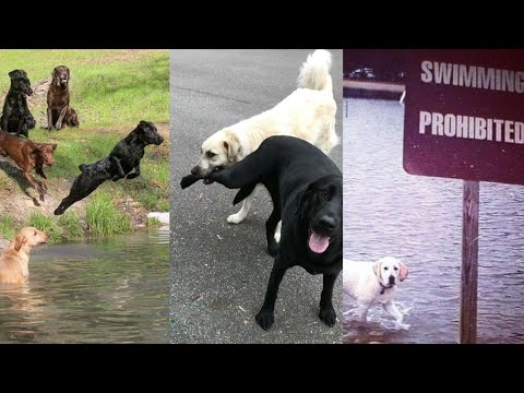 Видео: Лабрадор = ЧИСТЫЙ ХАОС 😂😵‍💫💥|| ПОДБОРКА ЛАБРАДОРОВ