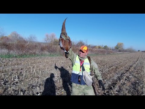 Видео: 10 выход - короткая охота на фазана
