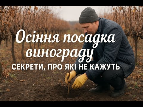 Видео: Осіння посадка винограду секрети, про які не кажуть