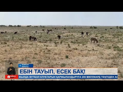 Видео: Етке кетпей ме? Жамбыл облысында жайылып жүрген 2500 жуық есек кімдікі?