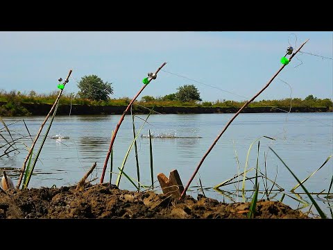 Видео: РЫБАЛКА НА ЗАКИДУШКИ. КЛЁВ ОТЛИЧНЫЙ. Июль 2022. Ловля сазана на жмых, макуху.