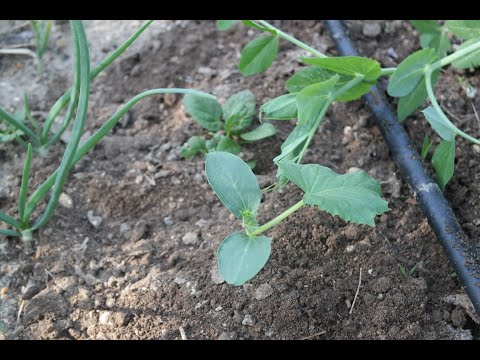 Видео: Огород - Выращивание огурцов у хороших соседей на клумбе