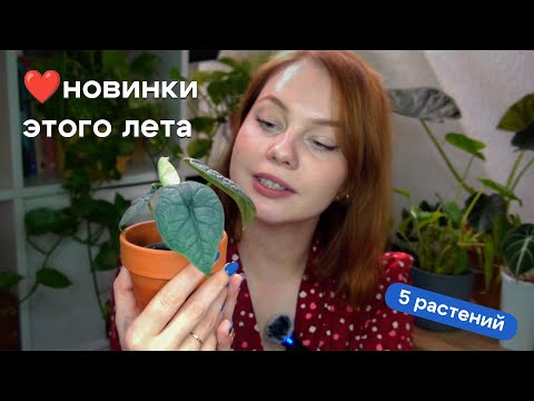 Видео: Мои ЛЮБИМЧИКИ этого лета. Как они выглядят?
