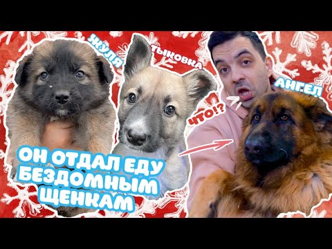 Видео: Овчарка не съела еду бездомных щенков.