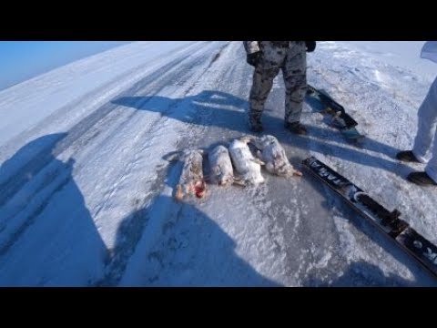 Видео: Охота на зайца, закрытие сезона 2023-2024