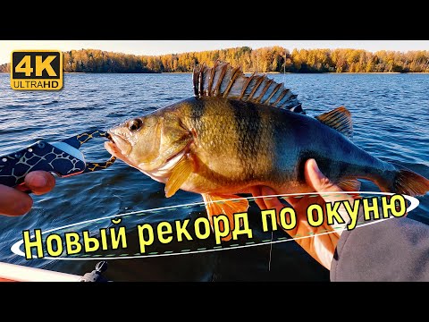 Видео: Таких окуней боятся щуки. Рыбалка на спиннинг в октябре 2022