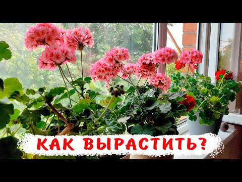 Видео: Пеларгонии на окнах в небольших объемах круглый год! Как вырастить непрерывно цветущую герань?