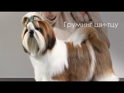 Видео: Груминг ши-тцу с Анжеликой Немеровой на косметике «Свети»