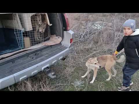 Видео: Щенки западно сибирской лайки, первая прогулка и много фазанов!!! Алматы 11.11.2024.
