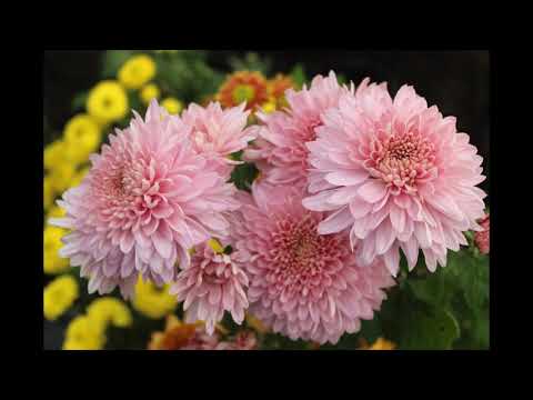 Видео: Как сохранить срезанные хризантемы подольше