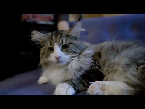 Видео: Норвежские лесные кошки это хороший выбор.