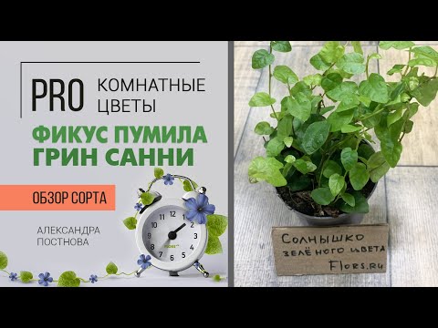 Видео: Фикус Пумила Грин Санни - маленький представитель большого семейства. Зеленое солнышко.