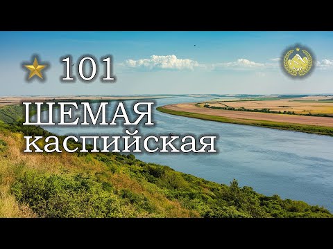 Видео: ✮ р. Ахтуба ✮ Шемая каспийская ✮ Русская рыбалка 4 ✮