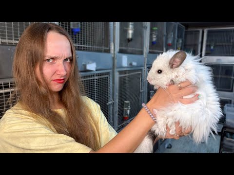Видео: Почему люди избавляются от шиншилл?