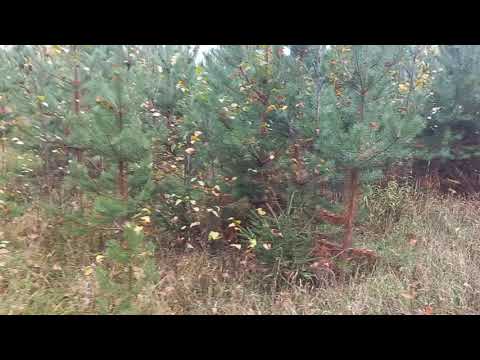 Видео: 13 ноября 2025 г.