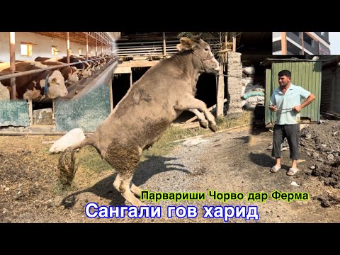 Видео: БУКАПАРВАРИ ДАР ТОЧИКИСТОН, САНГАЛИ КОРА САР КАРД ДАР ФЕРМА, ( ДЕХКОН БАЧА)  18 октября 2024 г.