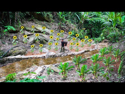 Видео: Обновите весь сад, начните сажать фиолетовую кукурузу и карликовую папайю – Mountain Gardening