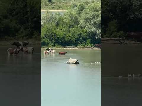 Видео: 7 июля 2025 г.