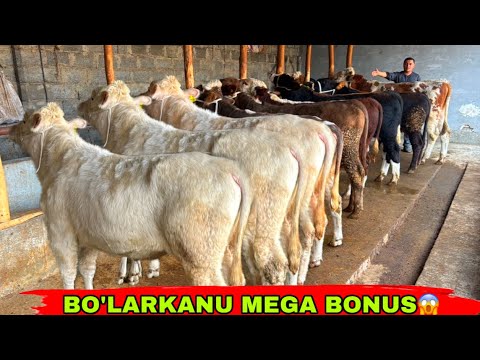 Видео: BO’LARKANU NARXLAR MEGA ARZON✅✅✅12 ноября 2025 г.