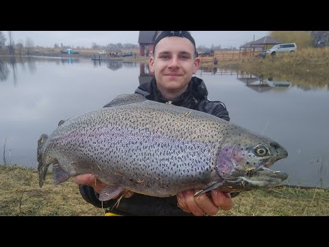 Видео: ТАКИХ МОНСТРОВ Я ЕЩЕ НЕ ВИДЕЛ , ЛОВЛЯ ОГРОМНОЙ ФОРЕЛИ НА СПИННИНГ