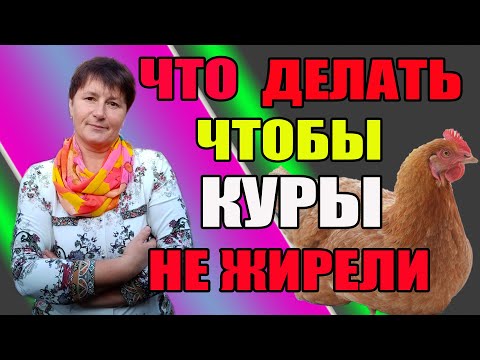 Видео: Что делать, чтобы куры не жирели.