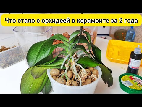 Видео: Что стало с орхидеей за 2 года в КЕРАМЗИТЕ Пересадка орхидеи в закрытую систему