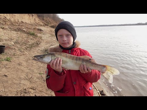 Видео: Миша поймал судака и  СТАНЦЕВАЛ НА НЁМ! Ловля рыбы НА ЖИВЦА!