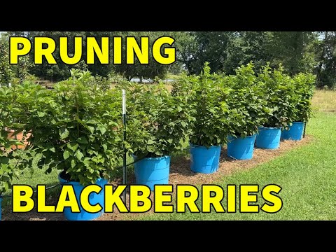 Видео: ВЫ, ВЕРОЯТНО, ДЕЛАЕТЕ ЭТО НЕПРАВИЛЬНО — ЛУЧШЕЕ ВИДЕО ПО ОБРЕЗКЕ ПЕРВЫХ ПЛЕТОВ #обрезкаежевики #пе...