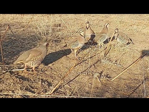 Видео: охота на кеклики пакличка самарканд