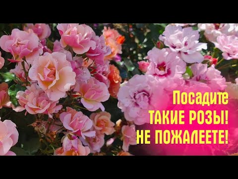 Видео: УРА! ЦВЕТУТ РОЗЫ! Посадите ТАКИЕ, НЕ ПОЖАЛЕЕТЕ! Обзор летнего сада