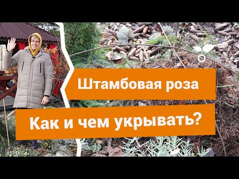 Видео: Как правильно укрывать штамбовую розу на зиму?