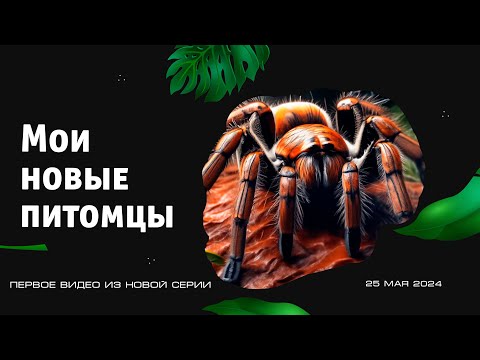 Видео: Показываю новых питомцев: пауки птицееды брахипельма хамори и ласиодора парахибана l1 и l2