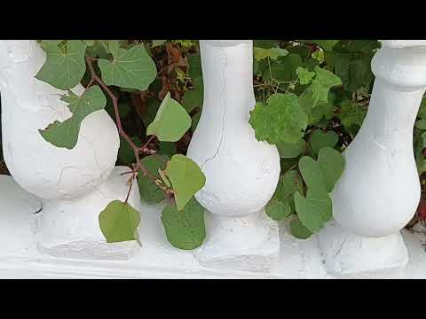 Видео: Геленджик 10 сентября 2