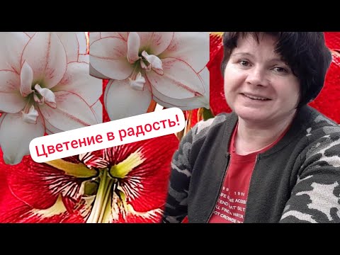 Видео: ГИППЕАСТРУМЫ. Мифы и реальность! Немного о биологии растения.