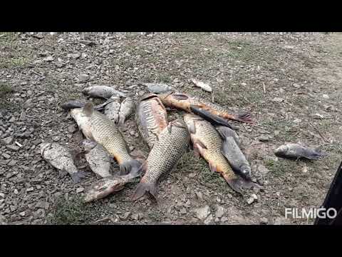 Видео: Рыбалка белый дом,закрытие сезона,ловля карпа.