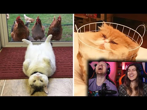 Видео: Кошачья логика, которую не дано понять человеку (3 серия) | РЕАКЦИЯ на Фактория