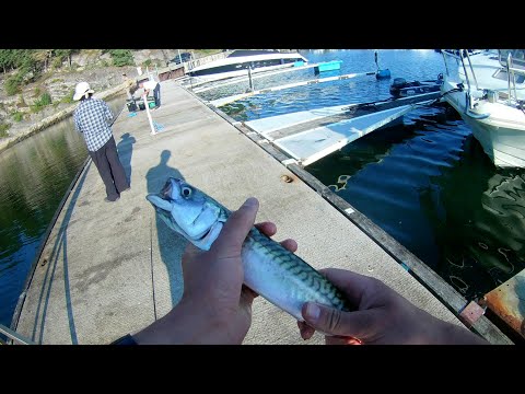 Видео: ЛОВЛЯ КРУПНОЙ СКУМБРИИ НА ПОПЛАВОК.РЫБАЛКА НА МЕЛКУЮ СЕЛЬДЬ НА МОРЕ