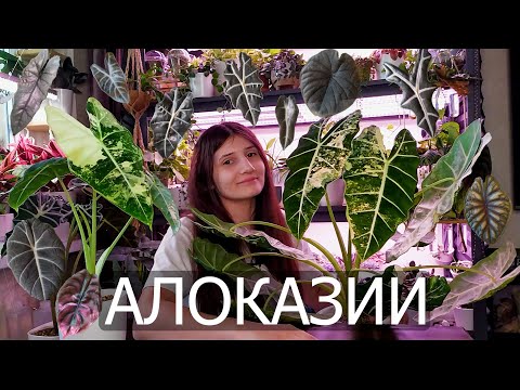 Видео: Обзор Алоказий из моей коллекции. Оказывается их не 5 ...😅 И немного об уходе за ними))