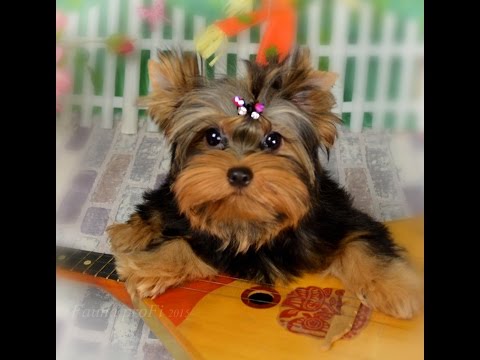 Видео: Дрессировка щенка. Команда  Место