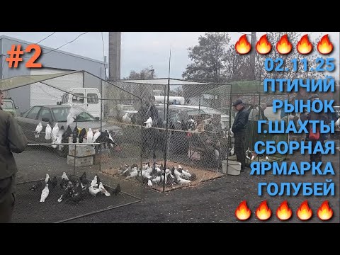 Видео: 🔥🔥🔥 02.11.25.  Птичий рынок в г.Шахты.  Сборная ярмарка голубей. Часть 2. Pigeon Fair. Bird Market.