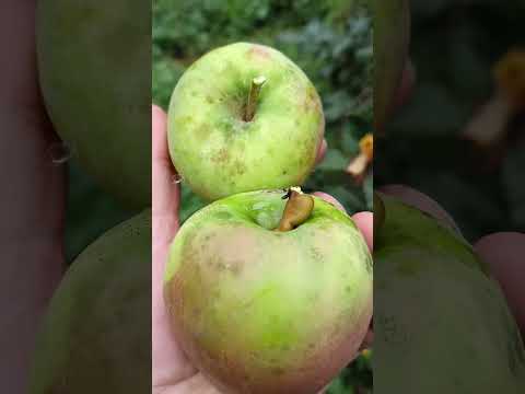 Видео: 🌳СОРТ ЯБЛОНИ ПАМЯТИ СИКОРЫ #яблоня #сад #fruit