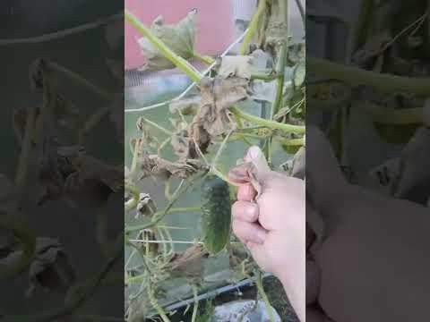 Видео: Купили ещё гортензий