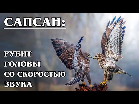 Видео: СОКОЛ САПСАН: Самый быстрый пернатый хищник в мире | Интересные факты про сокола сапсана и птиц