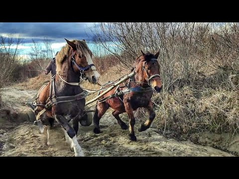 Видео: НЕ КОНІ, А ДРАКОНИ🐉/ТАКІ КОНІ МАЄШ І ГОРЯ НЕ ЗНАЄШ👍/КОНІ В РОБОТІ 🔥