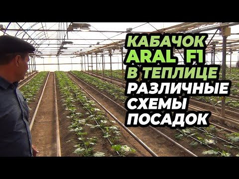 Видео: Кабачок ARAL F1 в теплице, различные схемы посадок.