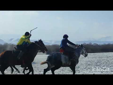 Видео: кок -бору Суусамыр