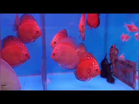 Видео: Птичий рынок Дискусы ⭐ Обзор + часть с международного чата Воцап . Без цензуры !