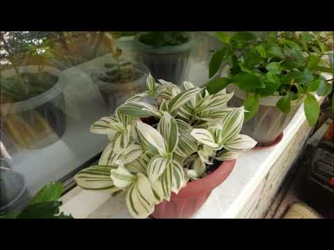 Видео: Мои комнатные растения (июль 2020)
