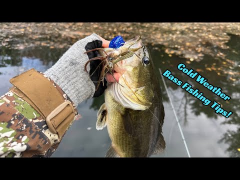 Видео: Советы по ловле окуня в холодную погоду, которые вам нужно знать!!!