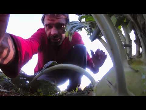 Видео: Выращивание капусты на северо-западе